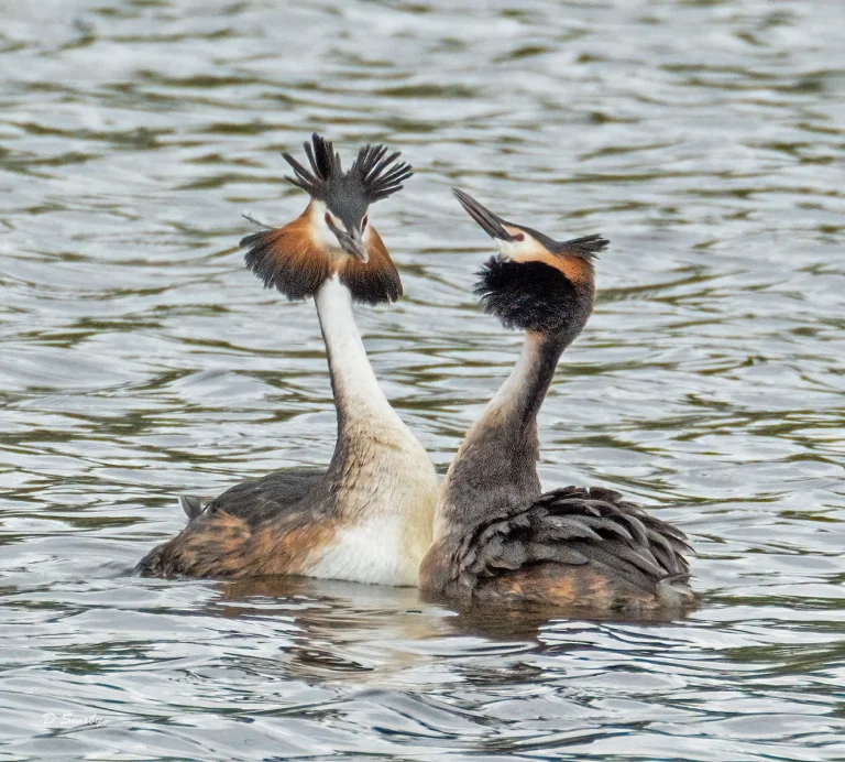 Bird Gallery 2021