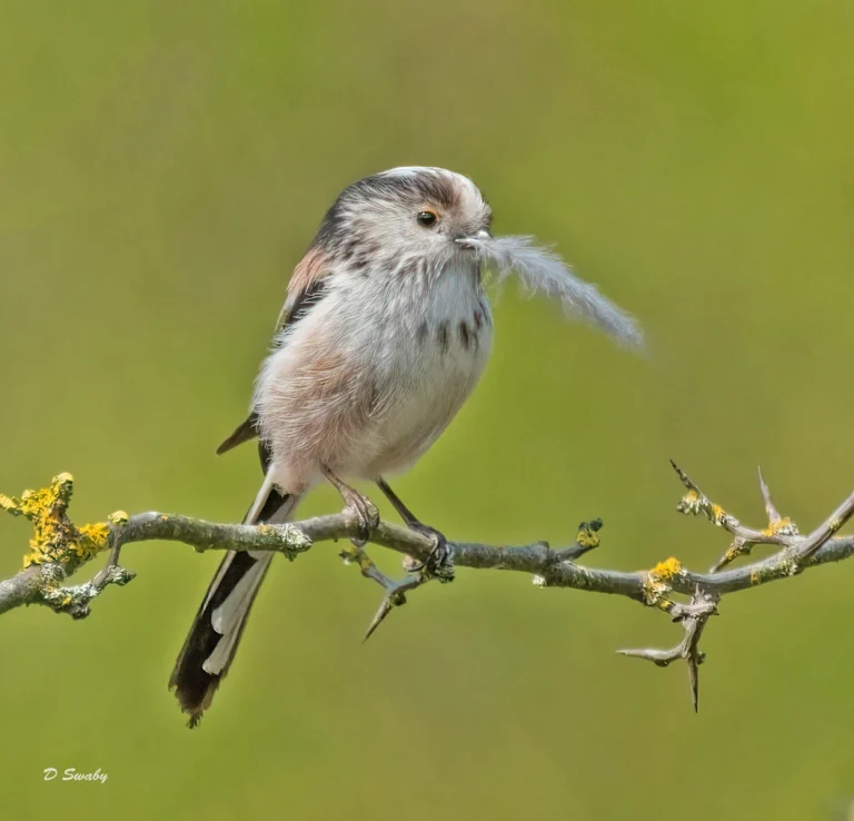 Bird Gallery 2021