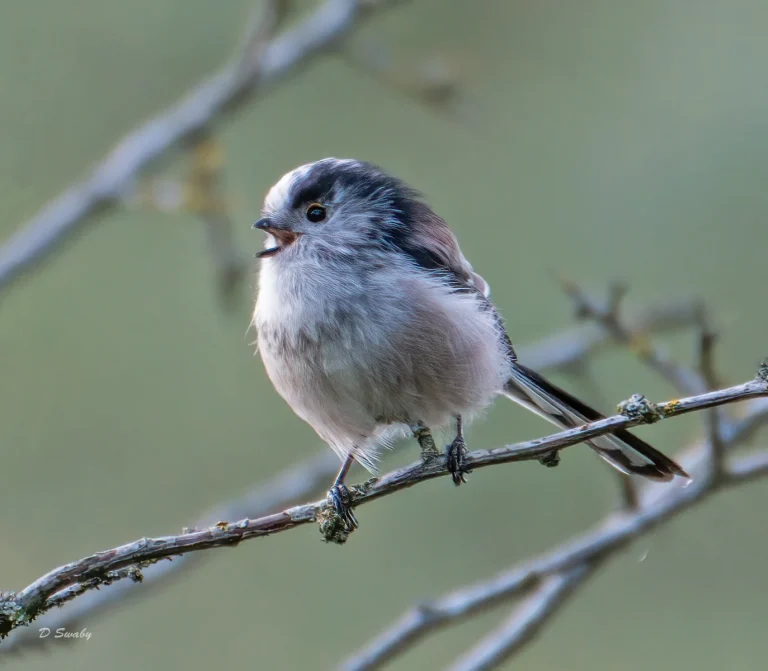 Bird Gallery 2020
