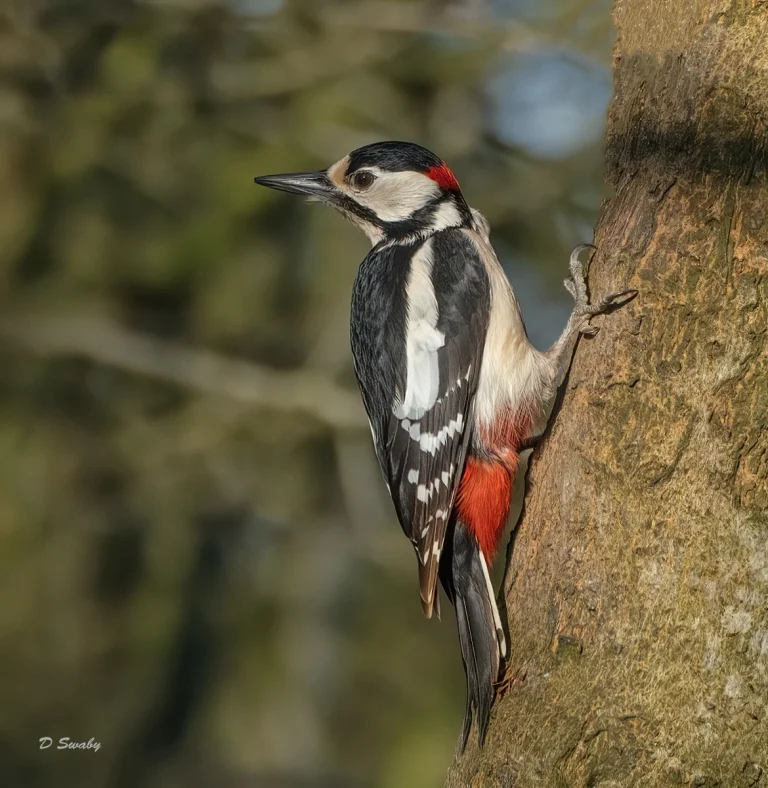 Bird Gallery 2021