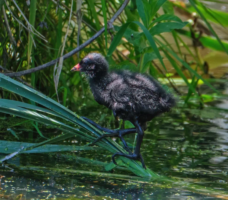 Bird Gallery 2020