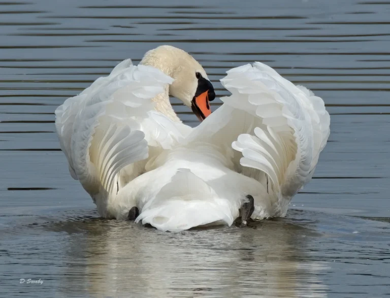 Bird Gallery 2020