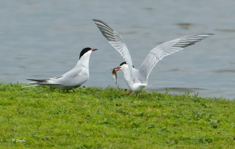 Bird Gallery 2021