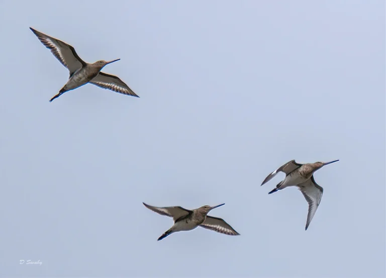 Bird Gallery 2020