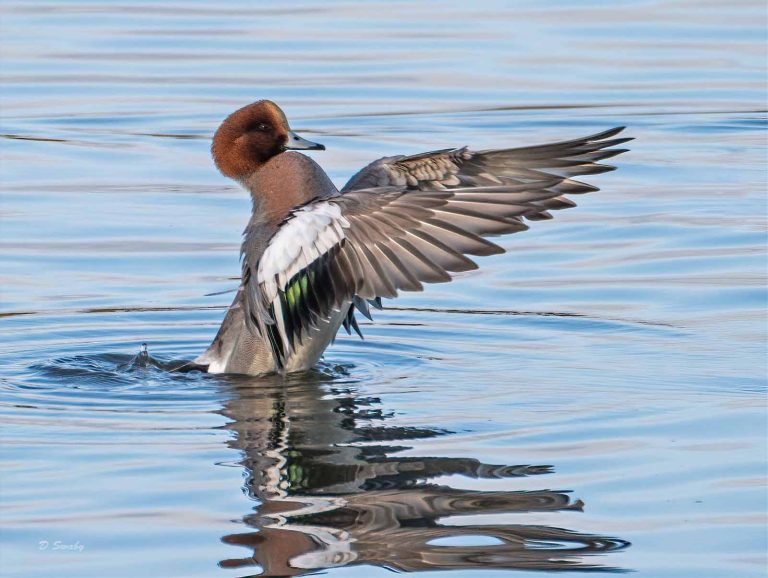 Bird Gallery 2020