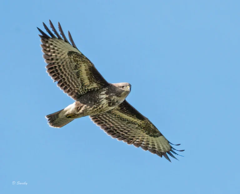 Bird Gallery 2020