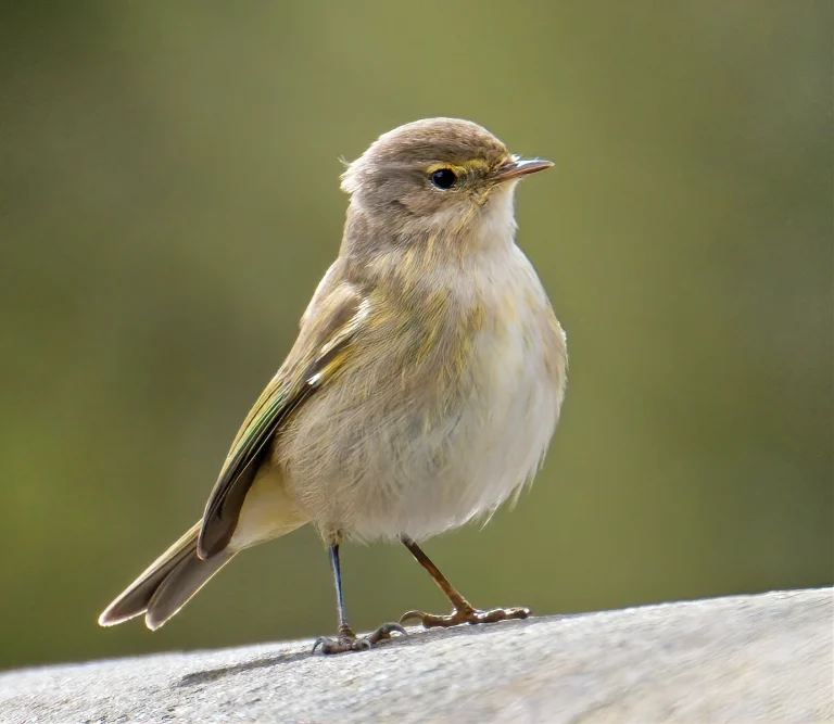 Bird Gallery 2020