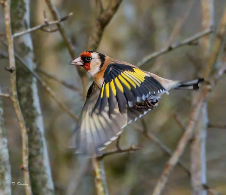 Bird Gallery 2020