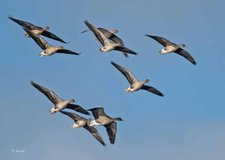 Bird Gallery 2019