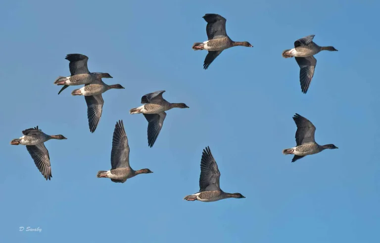 Bird Gallery 2019