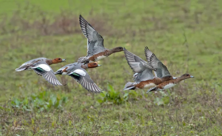 Bird Gallery 2020