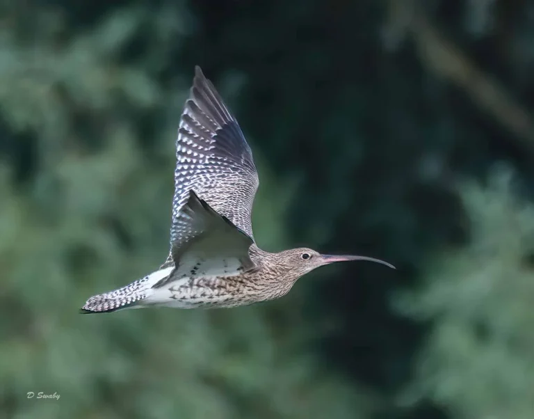 Bird Gallery 2019
