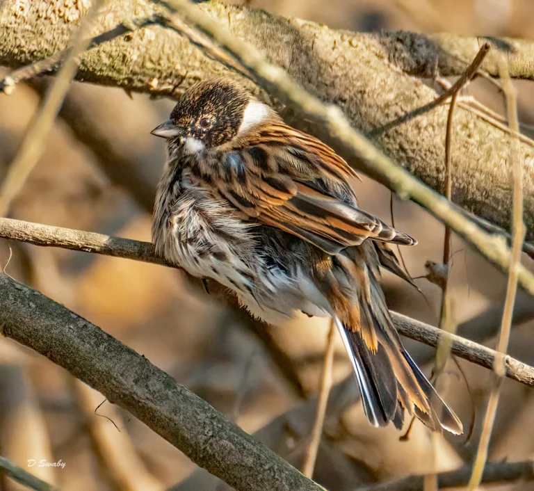 Bird Gallery 2021