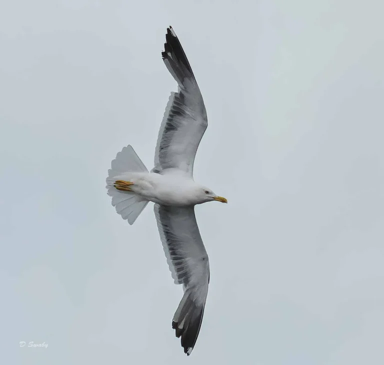Bird Gallery 2019