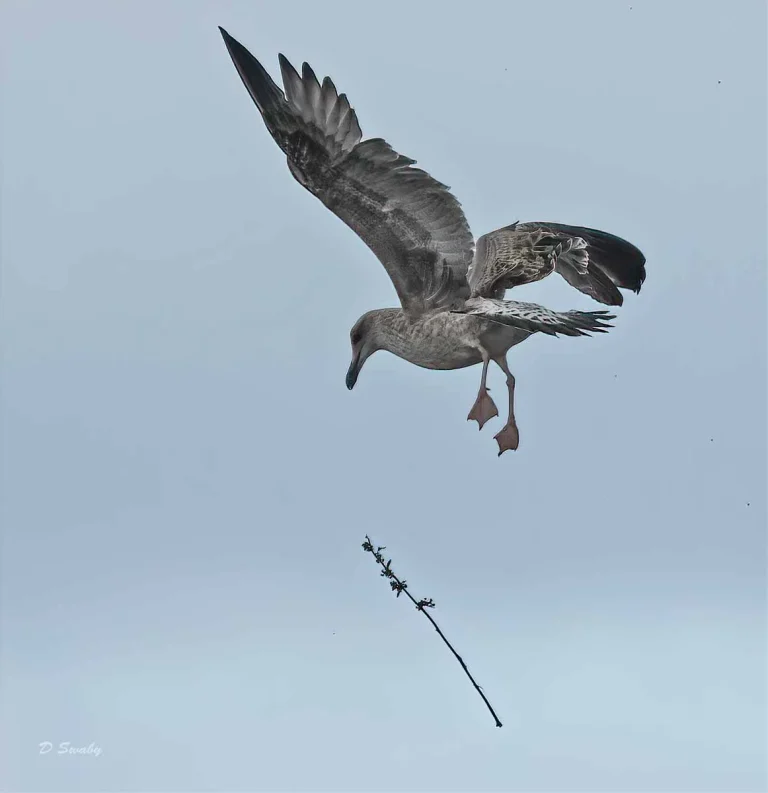 Bird Gallery 2019