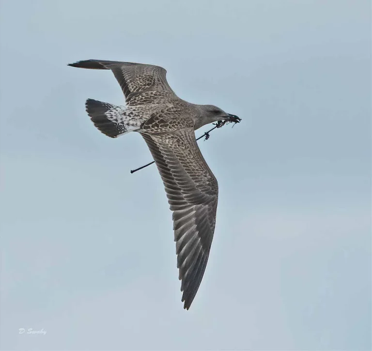 Bird Gallery 2019