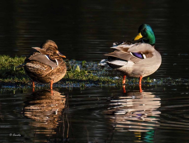 Bird Gallery 2019