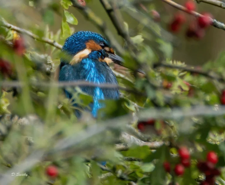 Bird Gallery 2020