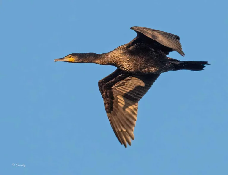 Bird Gallery 2019
