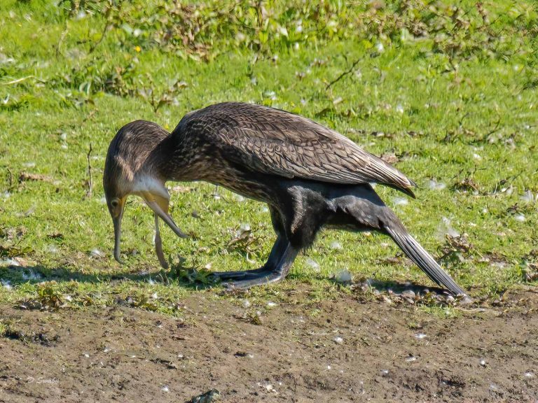 Bird Gallery 2019