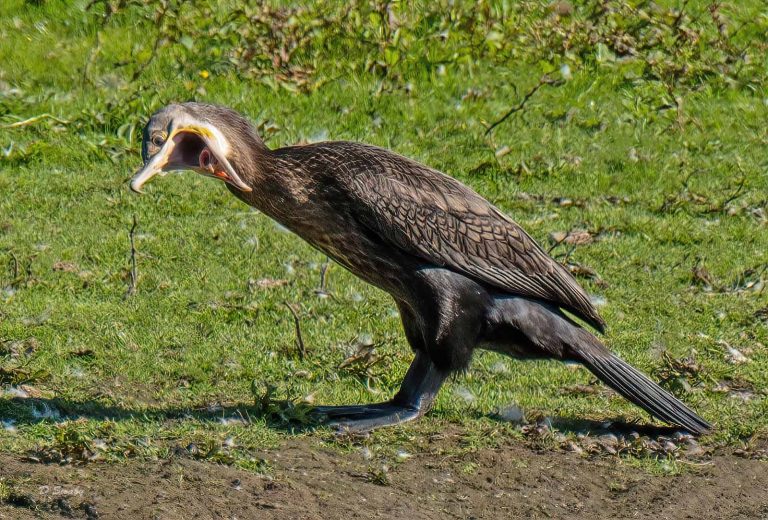Bird Gallery 2019