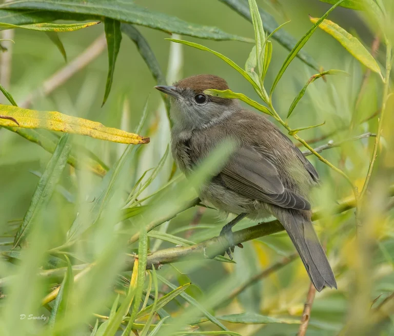 Bird Gallery 2020