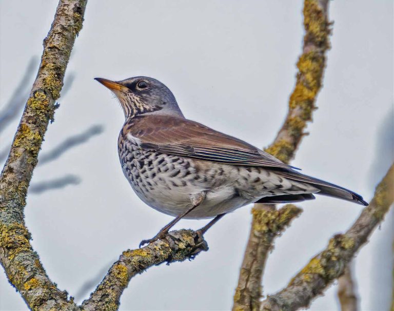 Bird Gallery 2020