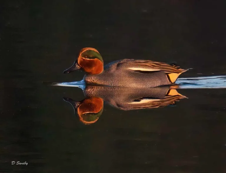 Bird Gallery 2019