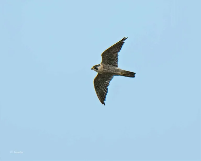 Bird Gallery 2019