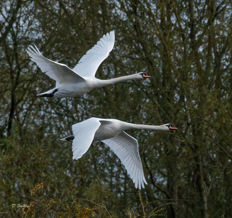 Bird Gallery 2020