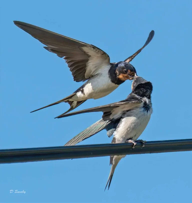 Bird Gallery 2019