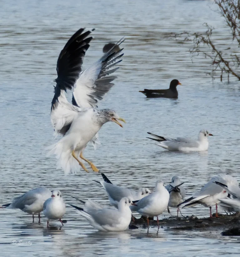 Bird Gallery 2020