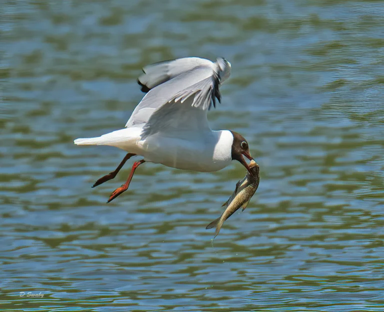 Bird Gallery 2020