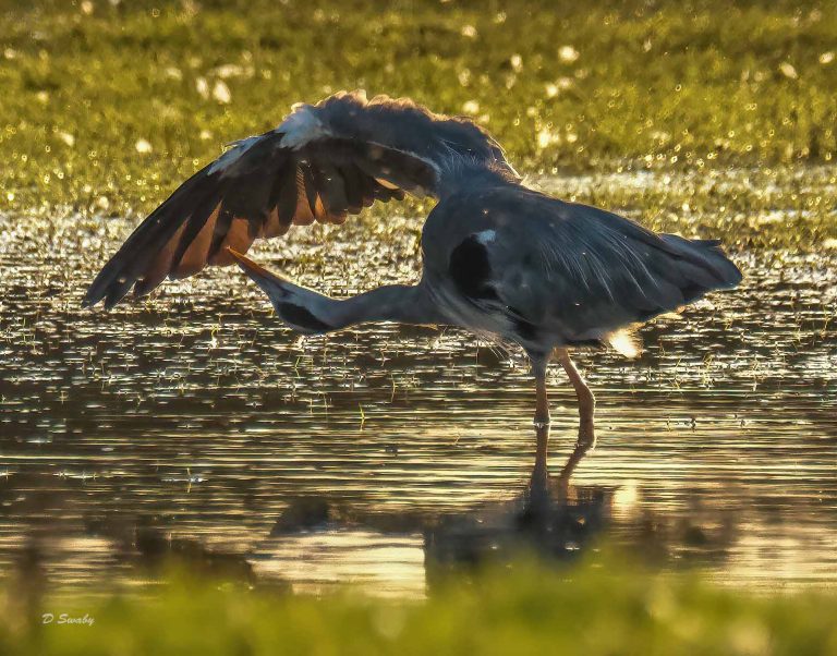 Bird Gallery 2019