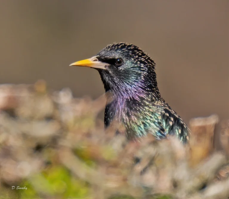 Bird Gallery 2020