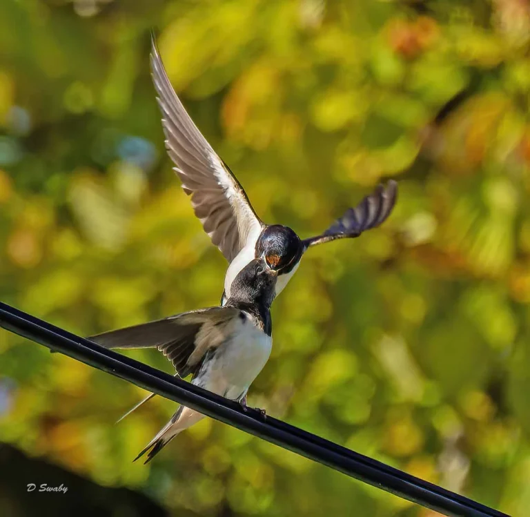 Bird Gallery 2019