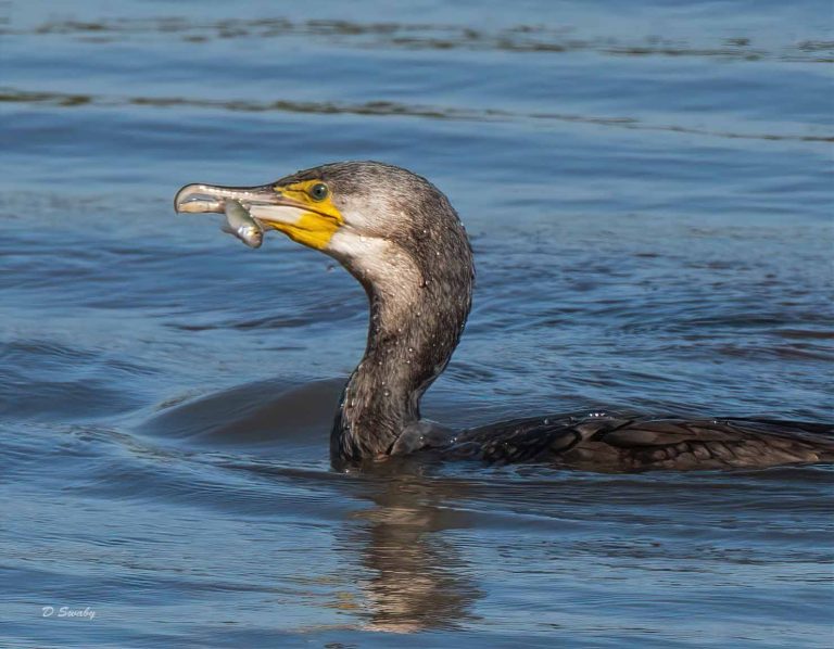 Bird Gallery 2019