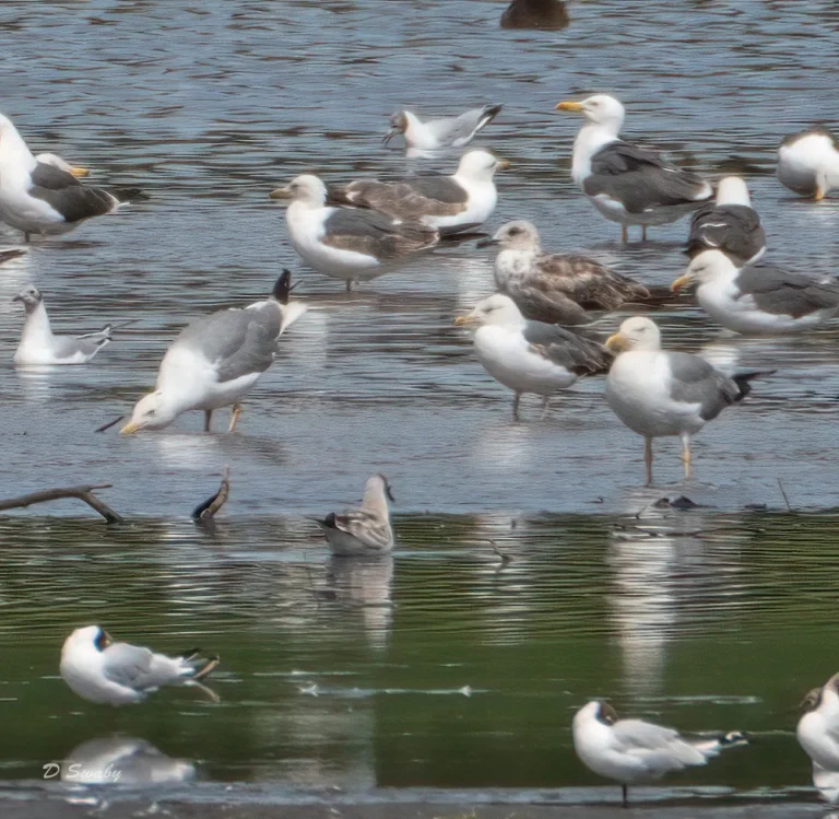 Bird Gallery 2020
