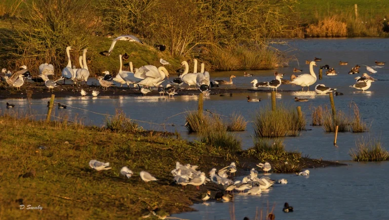 Bird Gallery 2021