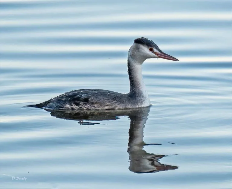 Bird Gallery 2019
