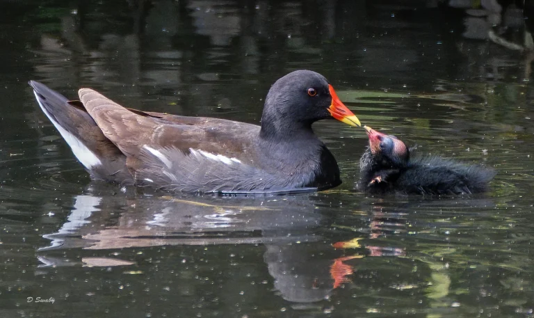Bird Gallery 2020