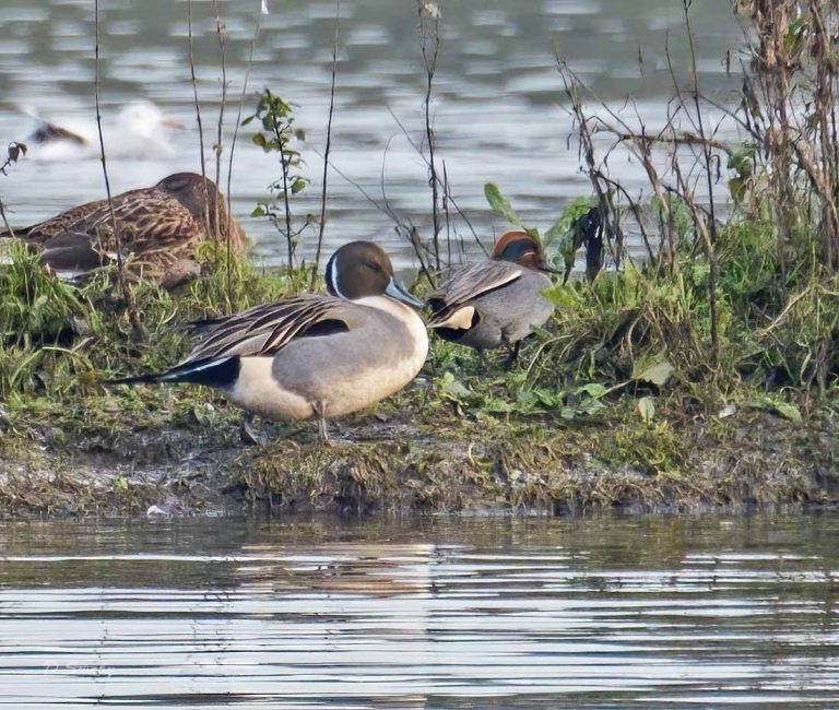 Bird Gallery 2019