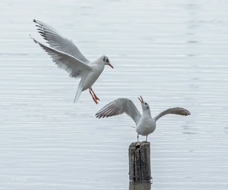 Bird Gallery 2020