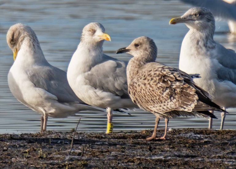 Bird Gallery 2019