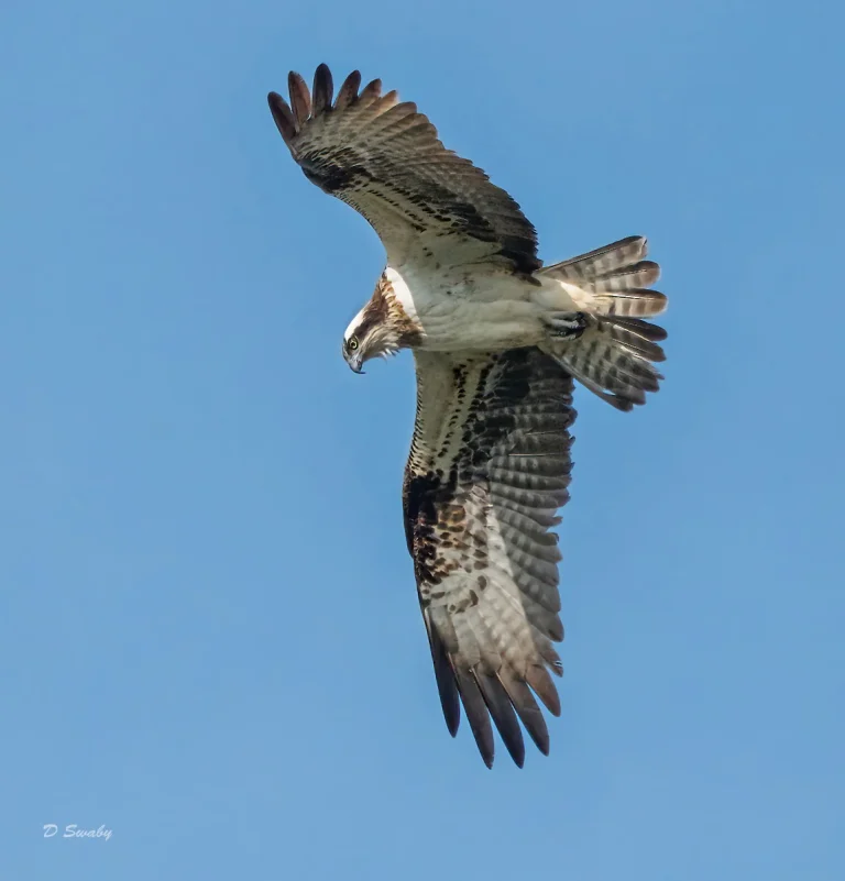 Bird Gallery 2021