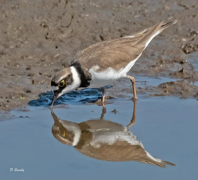 Bird Gallery 2021