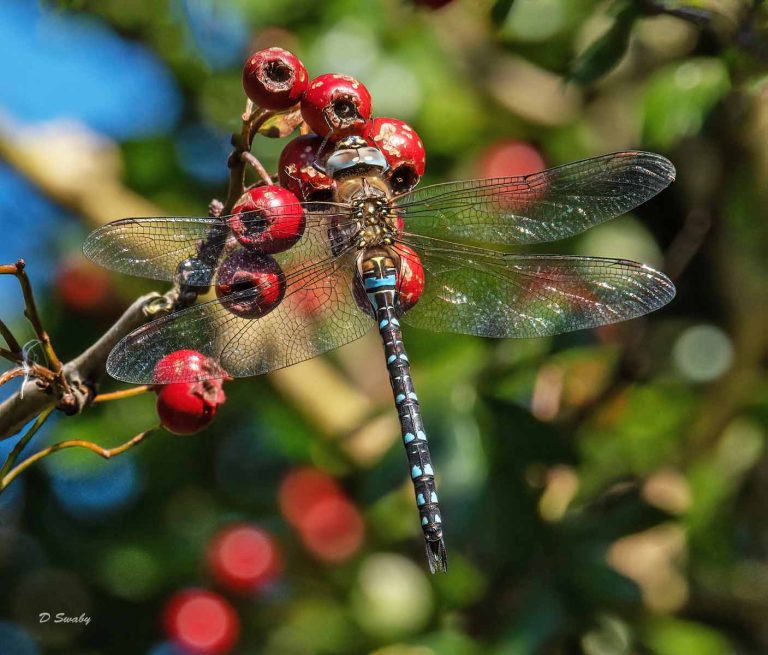 Bird Gallery 2019