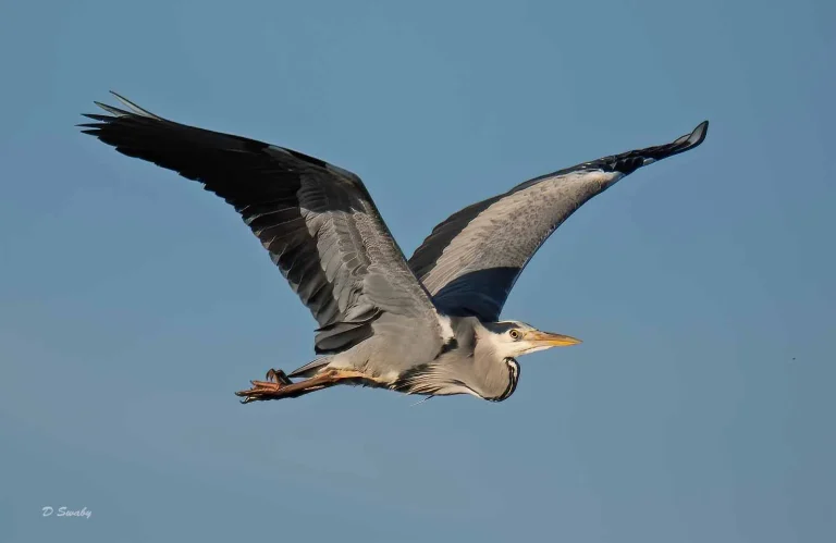 Bird Gallery 2019