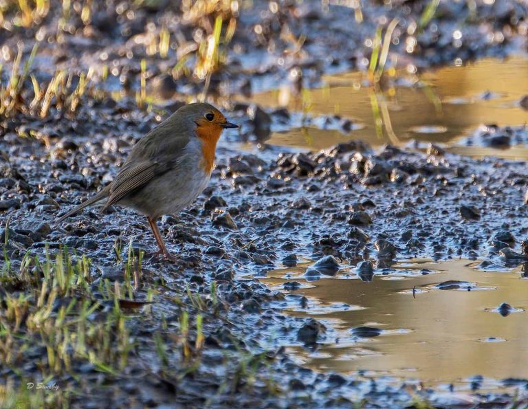 Bird Gallery 2019
