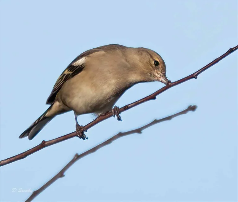Bird Gallery 2020